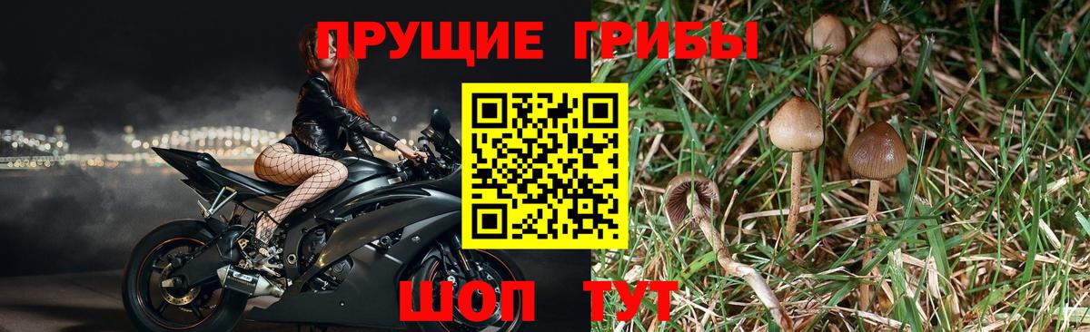 Псилоцибиновые грибы MAGIC MUSHROOMS Топки